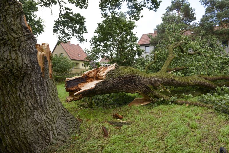 Fallen Tree Removal detail