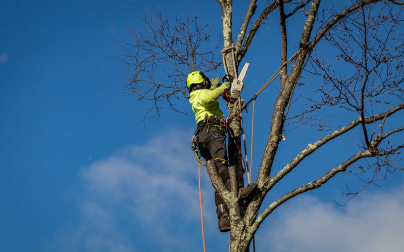 Preventative Tree Care