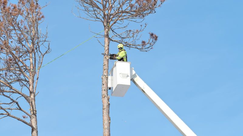 Tree Removal Companies