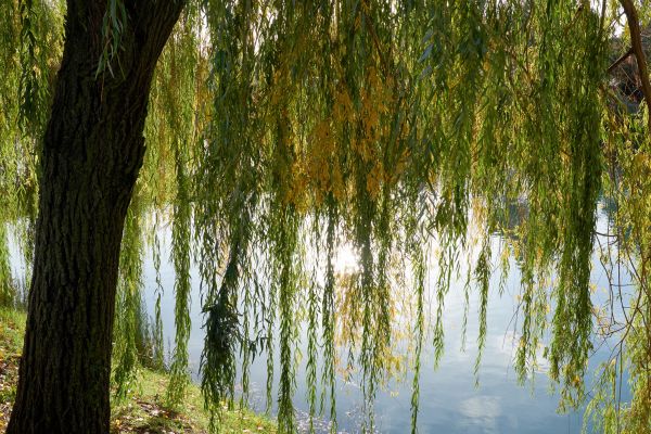 Cost of Willow Tree Removal in Gig Harbor