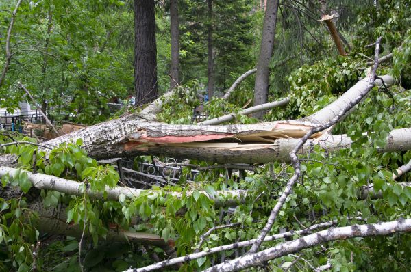 Cost of Birch Tree Removal in Gig Harbor