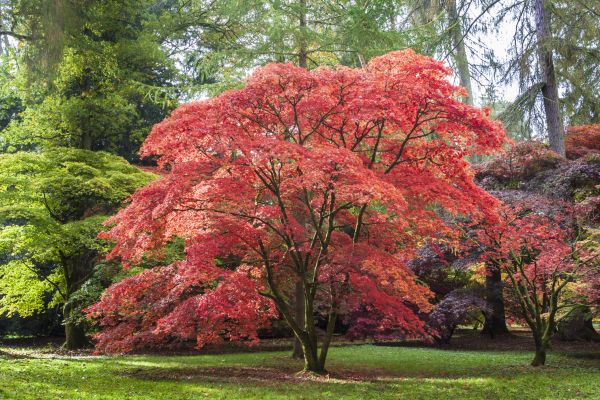 Cost of Maple Tree Removal in Gig Harbor