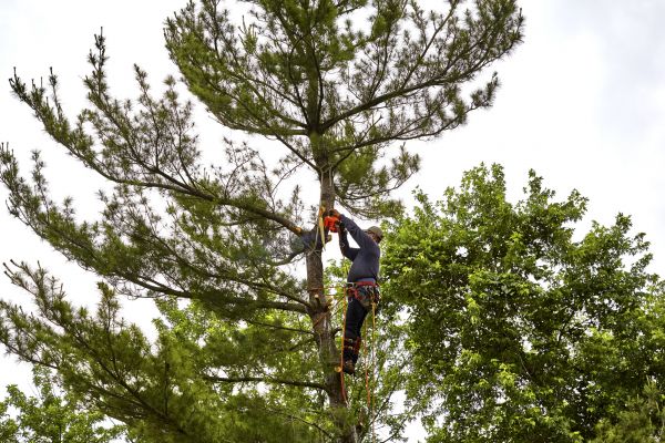 Cost of Pine Tree Removal in Gig Harbor