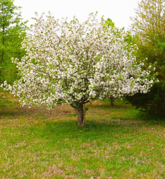 Cost of Dogwood Tree Removal in Gig Harbor
