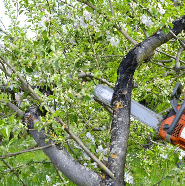 Cost of Apple Tree Removal in Gig Harbor