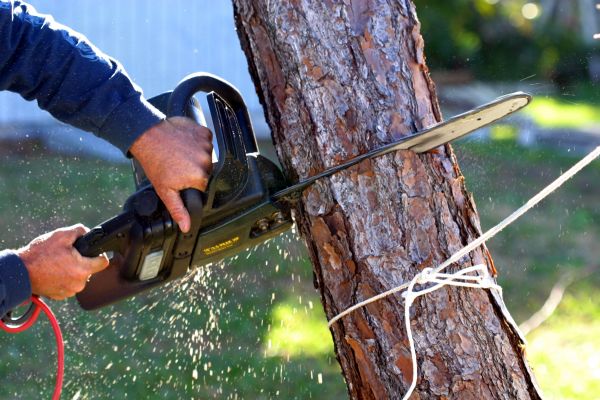 Dead Tree Removal in Gig Harbor